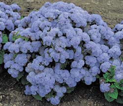 ageratum-neptune-blue