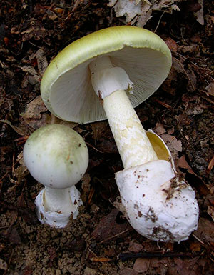 Death cap mushrooms launch spores from gills from to reproduce. (Photo: Wikimedia Commons/Archenzo)