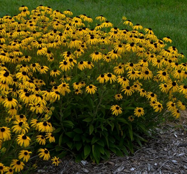 ‘American Gold Rush’ displays a long blooming season on a compact plant.