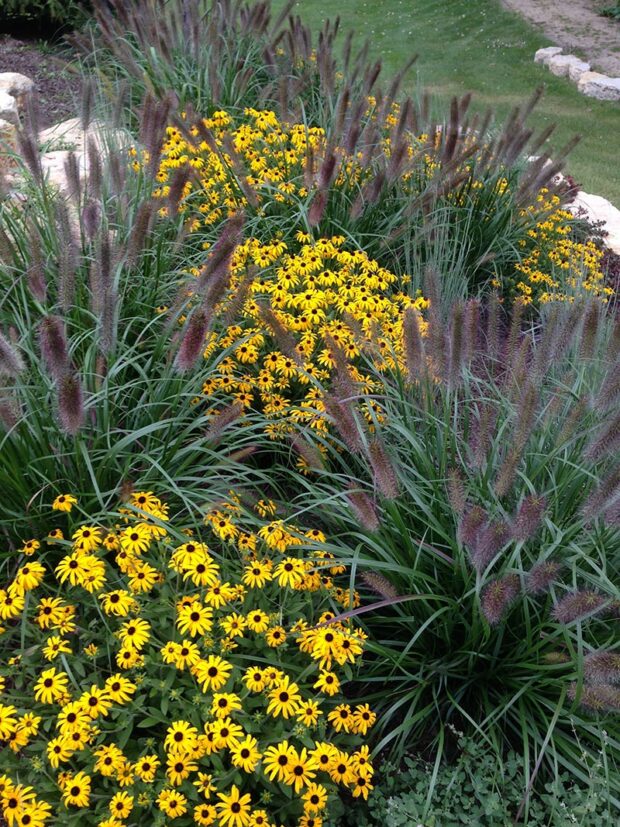 ‘American Gold Rush’ is an excellent focal point in perennial borders and combines well with ornamental grasses.