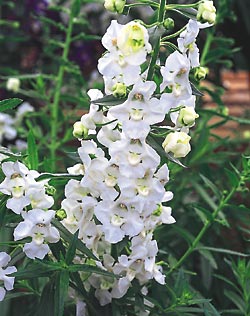 angelonia-angelface-white