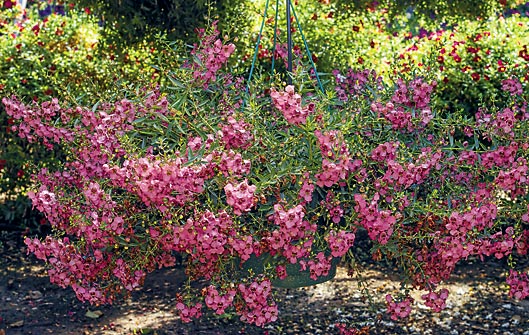 angelonia-carita-deep-pink