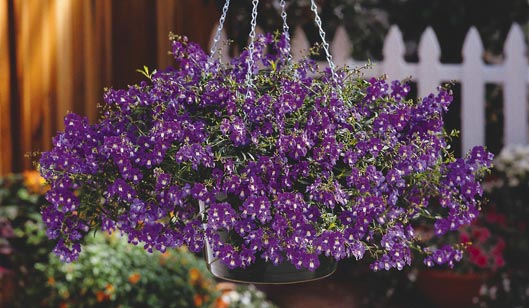 angelonia.angelmist-basket-purple