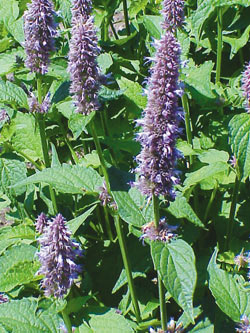 Anise-hyssop