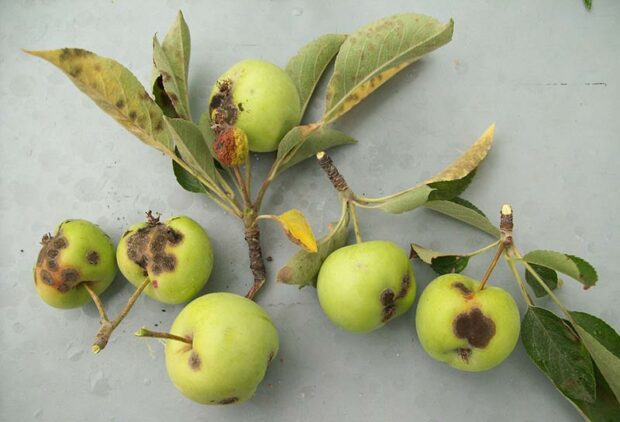 When crabapple defoliation occurs in mid to late summer, one of the most likely culprits is apple scab.