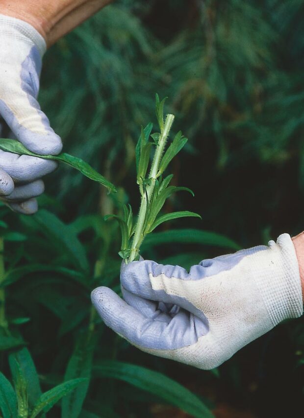 This aster tip has had its leaves removed, to let you see the side shoots that will develop into new flowering shoots.