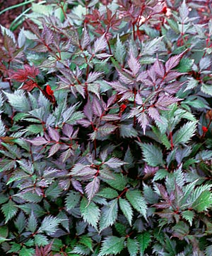 Astilbe 'Glut' red stems and bronze foliage shine in April and May. It's almost anticlimactic to see them change to green and sport red flower buds in early June.