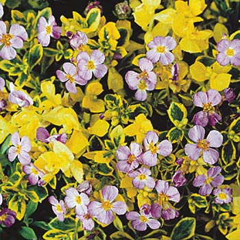 Aubrieta ‘Argenteovariegata’