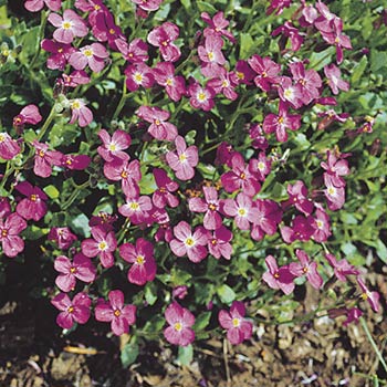 Aubrieta ‘Dr. Mules’