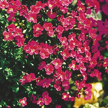 Aubrieta ‘Red Carpet’