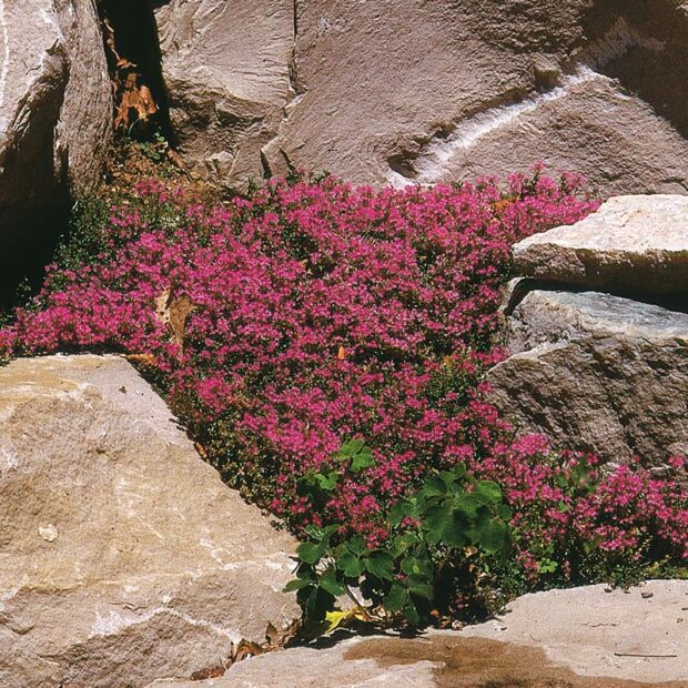 Aubrieta is used effectively in this rock garden.