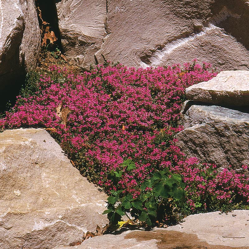 Rock cress, Alpine, Perennial, Flowering