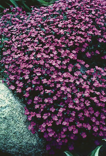 Aubrieta ‘Whitewell Gem’