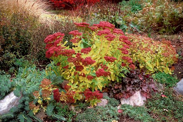 autumn-joy-sedum-blooming