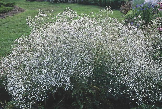 Baby’s breath (Gypsophila paniculata) is a beauty in the garden, a bully on the dunes.