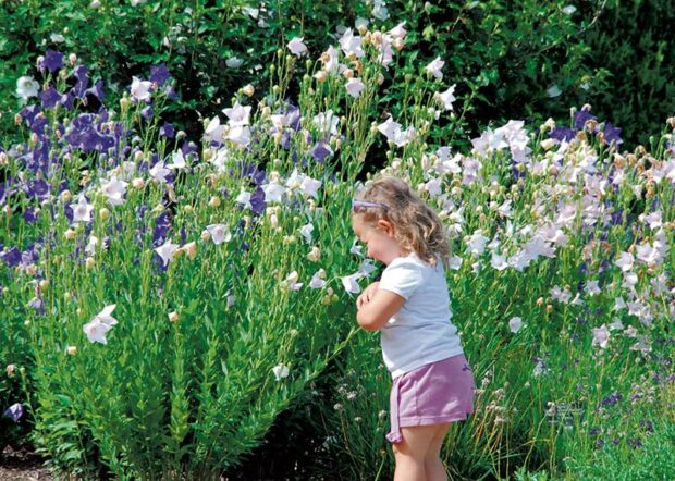 Balloon flower is late to emerge, but worth the wait.