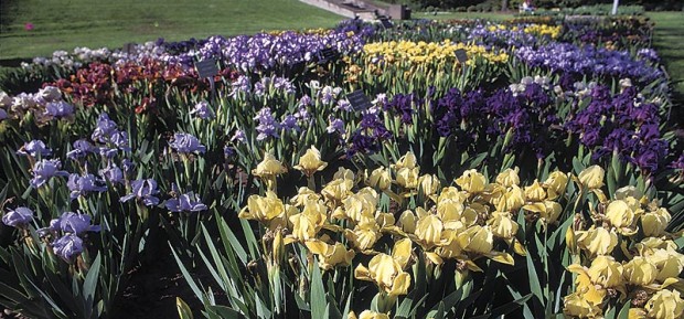 Bearded irises (once known as Iris germanica) are particularly susceptible to iris soft rot. Siberian irises (I. sibirica) and zebra iris (I. pallida ‘Variegata’) are usually resistant to the rot, even when riddled with borers.