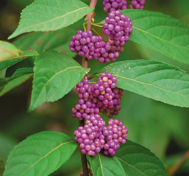 Choice shrub: Beautyberry (Callicarpa dichotoma)