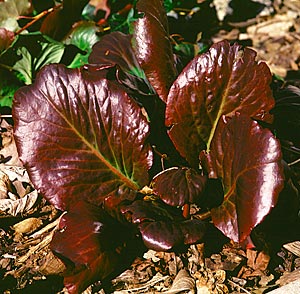 Bergenia (Bergenia cordifolia), begins with big, rich maroon leaves in spring.