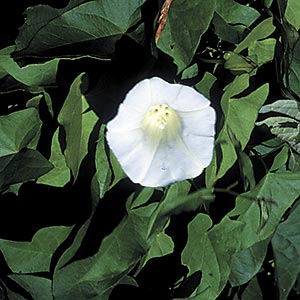 bindweed-flower-0615