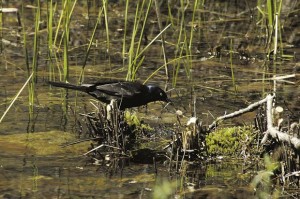 bird-sipping-water