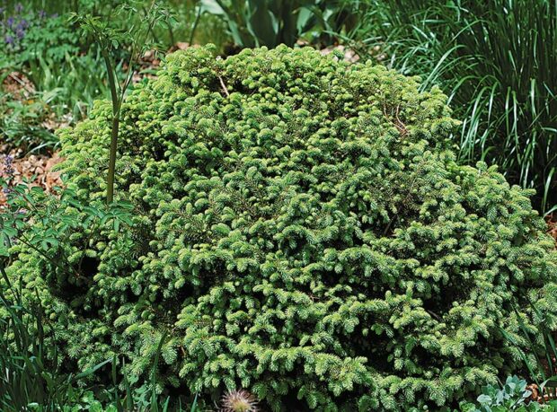 Choice shrub: Bird’s nest spruce (Picea abies 'Nidiformis'