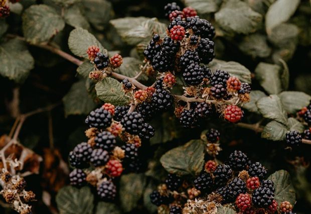 Thornless blackberries