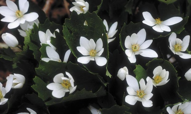 Learning the flip side of bloodroot (Sanguinaria canadensis) means employing a tactic that also tends to save the plant in the long run. Dividing bloodroot reveals its secret and yields divisions to carry on even if the mother clump falls to fungus.