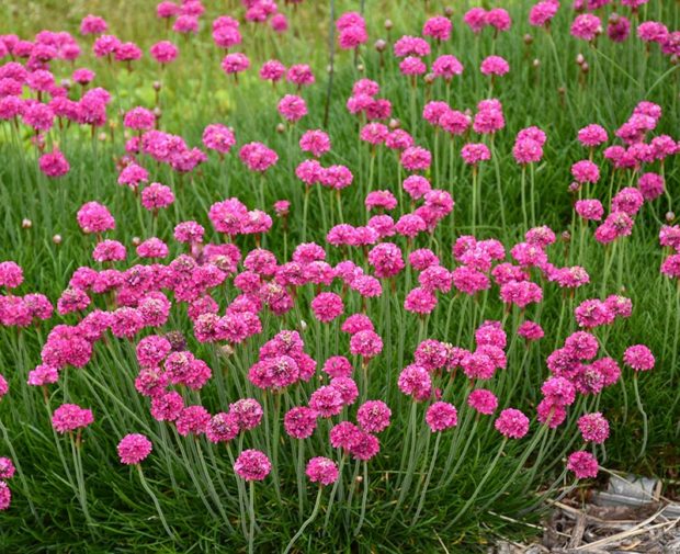 Bloodstone sea thrift (Armeria maritima 'Bloodstone')