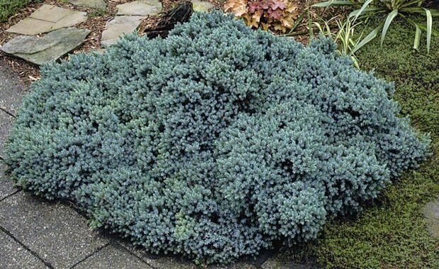 Blue star juniper (Juniperus squamata 'Blue Star')