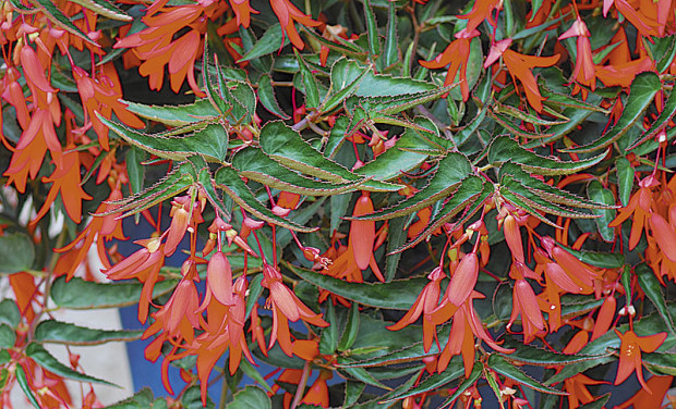 Bonfire begonia (photo: Tesselaar Plants)