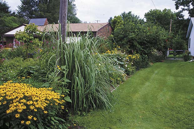 A straight line of plants need not have straight sides or tops. It can be tall at one end, short in the middle, medium height at the far end, as in this edge garden of black-eyed Susans (Rudbeckia ‘Goldsturm’), ravenna grass (Erianthus or Saccharum ravennae), pearly everlasting (Anaphalis margaritacea), rose of Sharon (Hibiscus syriacus), perennial sunflower (Helianthus x multiflorus) and Viburnum opulus.