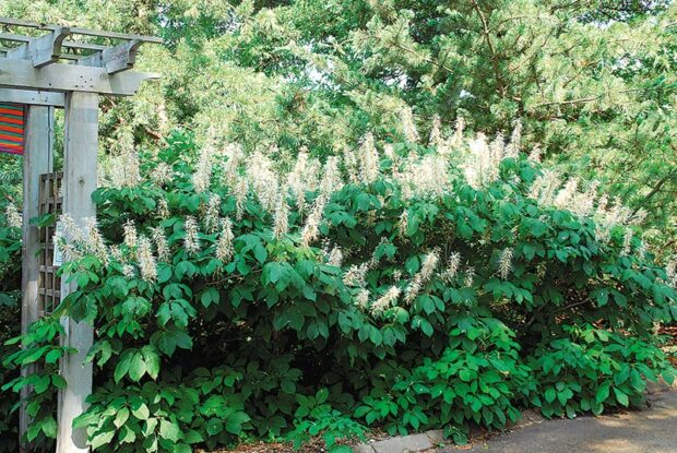 Choice shrub: Bottlebrush buckeye (Aesculus parvifolia)