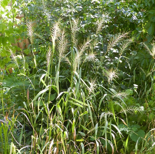 The striking plumes of bottlebrush grass (Elymus hystrix) in late summer are beautiful in any garden setting.