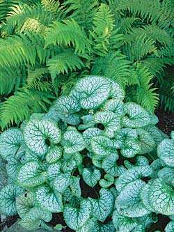 Image of Brunnera companion plant Ferns