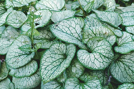 brunnera-jack-frost