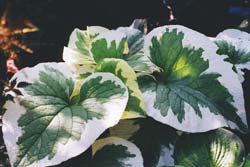 brunnera-variegata