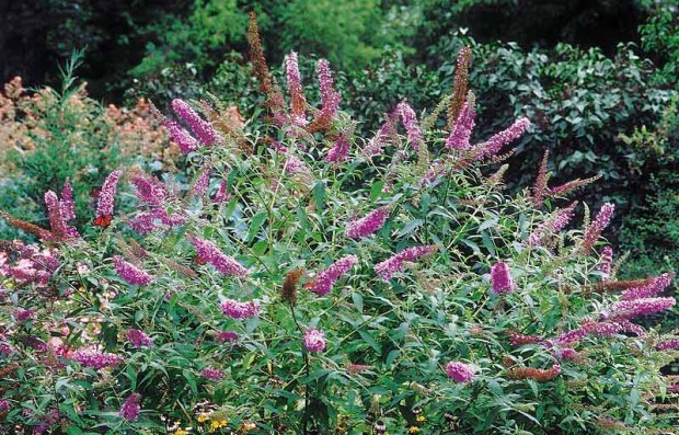 It can’t be denied that butterfly bush’s showy flowers and accompanying butterflies belong on the top ten list. But its “B” side as a natural staking system ought to get more play.