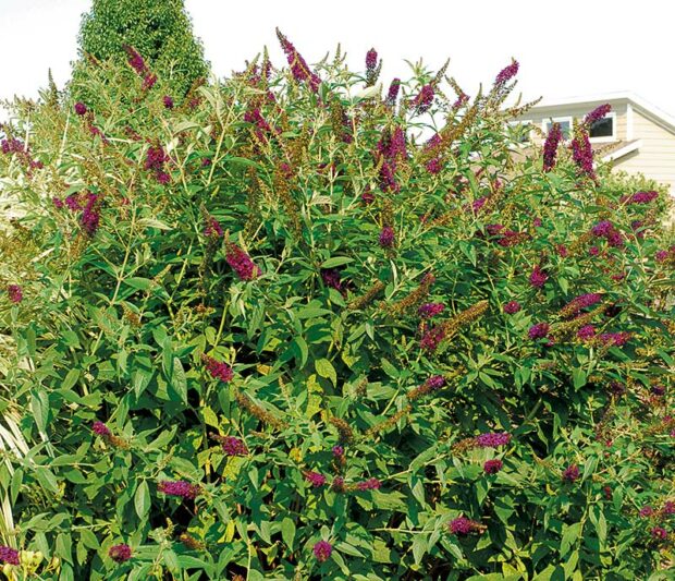 Butterfly bush is a tough customer if it's grown where it belongs: in a sunny, sandy, well-drained and even dry spot. Cut it all you want whenever you want—you won't kill it. However, it's likely to be dying before you even cut it back in spring if it was planted where the drainage is poor.