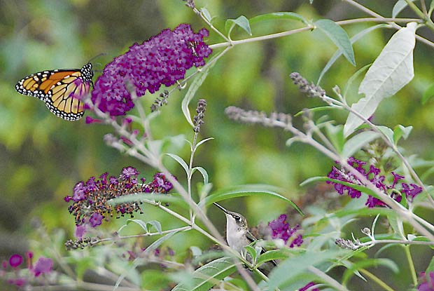 butterfly-on-butterfly-bush