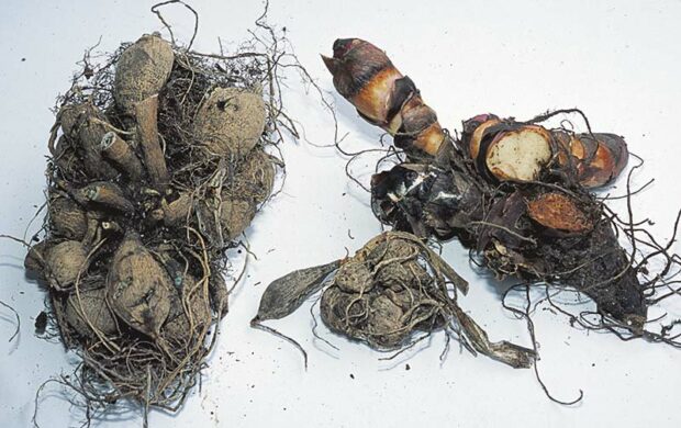 I hope you kept your dahlia, canna, caladiums and other clumps of tender perennials intact over winter. Divide them only when it's time to replant. Undivided clumps (dahlia, at left) store better with less chance of rot, just as a bruise-free potato or whole onion stores best. The canna (right) was cut before storage and has rotted sections.