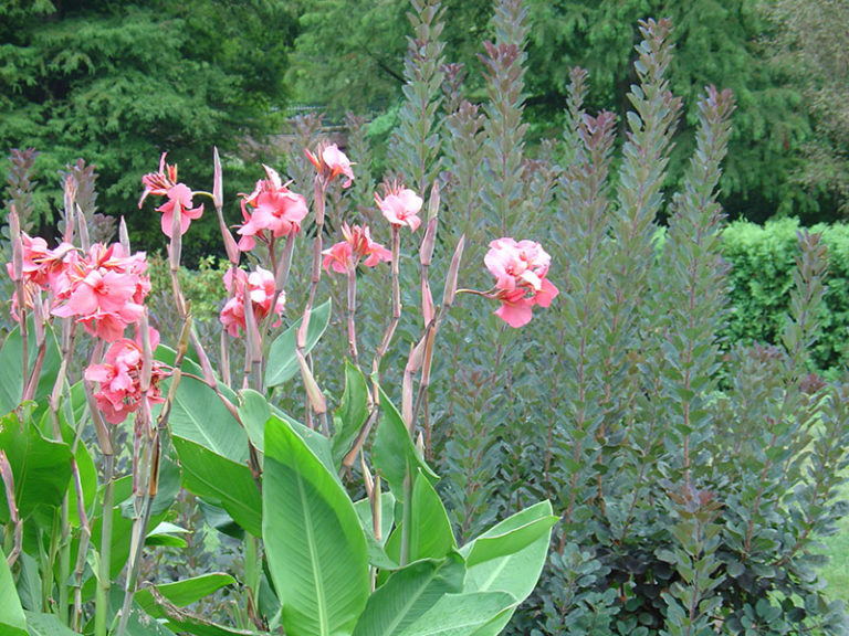 how to over winter cannas