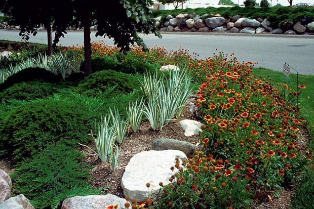 carpet-juniper-zebra-iris-blanket-flower