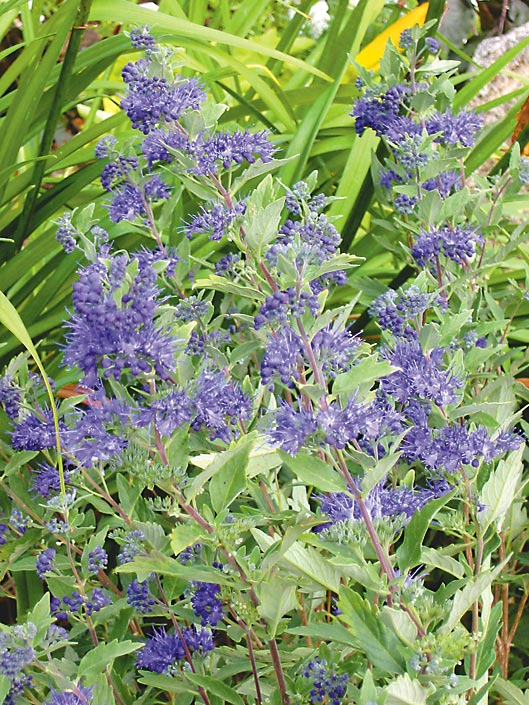 caryopteris-dark-night