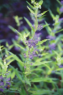 caryopteris-flower