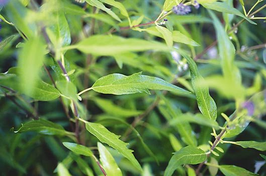 caryopteris-foliage