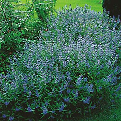 caryopteris-longwood-blue