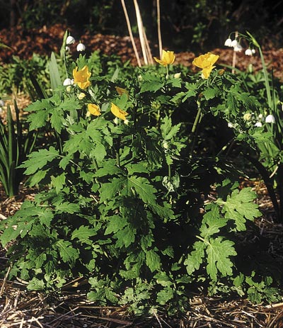 Celandine poppy (Stylophorum diphyllum) is a showy addition to a shady garden, with a sappy flip side.