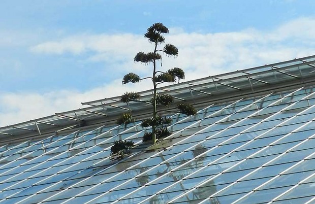 When the agave stalk reached the conservatory ceiling, workers removed a pane of roof glass to allow the flower stalk to continue growing.