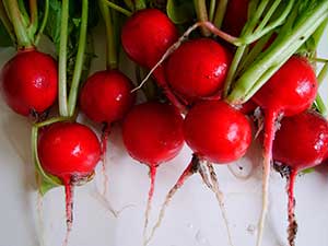 Cherry Belle radishes. (Flickr / Ripplestone Garden)